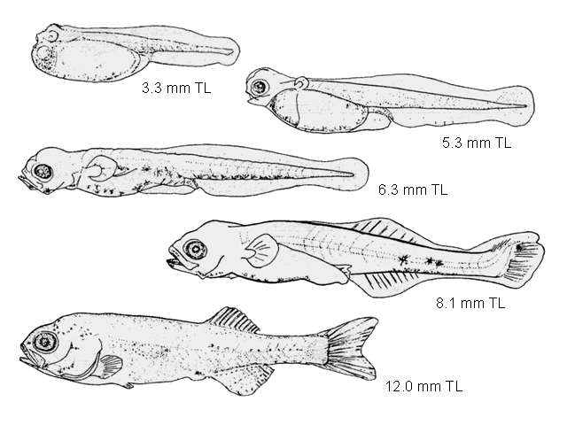 Striped bass larval development. *Scotton, L.N., R.E. Smith, N.S. Smith, K.S. Price and D.P. de Sylva, 1973. Pictorial guide to fish larvae of Delaware Bay: with information and bibliographies useful for the study of fish larvae